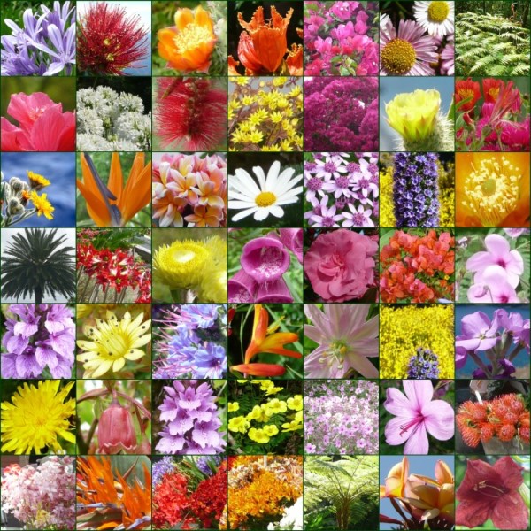 Botanik (Bitki bilimi)