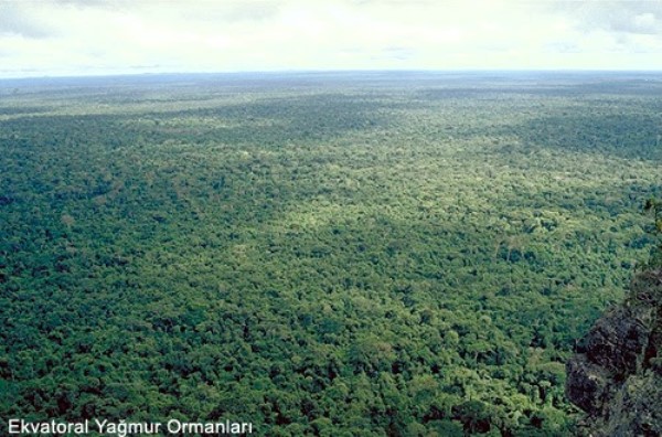 Ekvatoral ormanlar