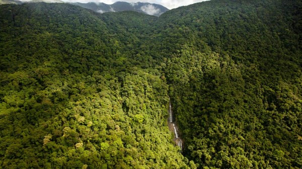 Balta girmemiş orman