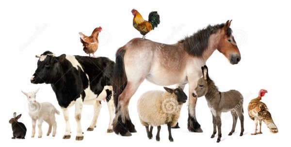 Ehli hayvan (Evcil hayvan)