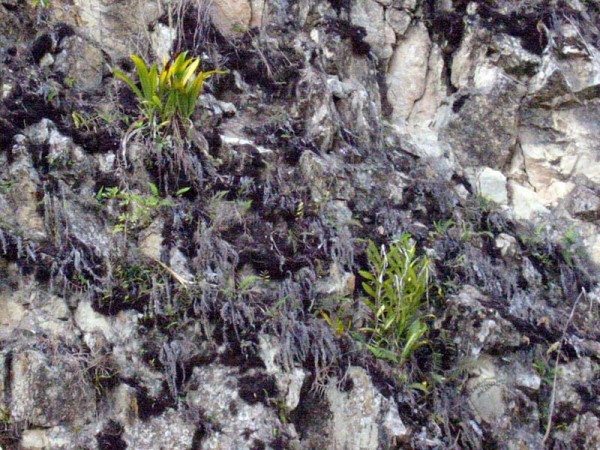 Litofitler (Kaya bitkileri)