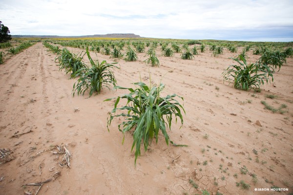 Drayfarming (Kuru tarım)