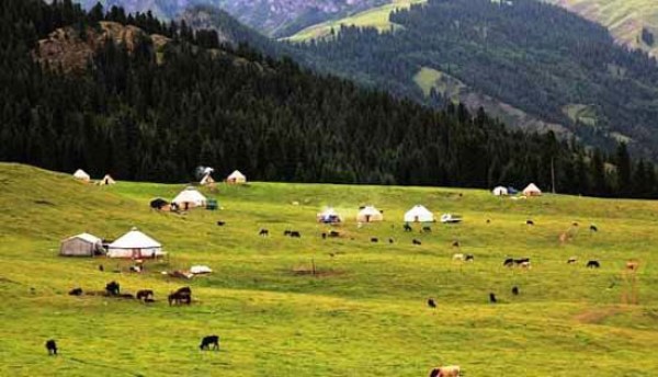 Göçebe hayvancılık