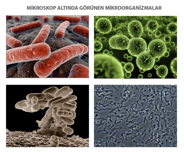Mikroorganizmalar