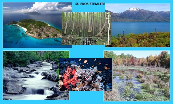 Su ekosistemi