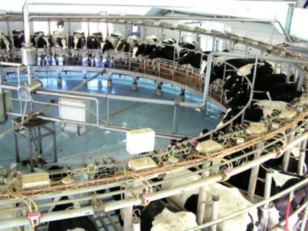 Ahır hayvancılığı