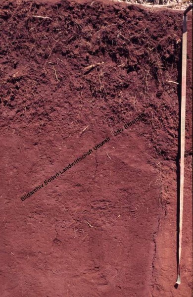 Kahverengi orman toprakları