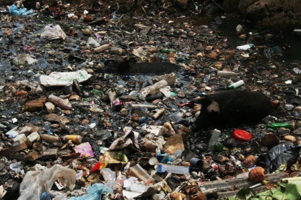 Katı atık kirliliği