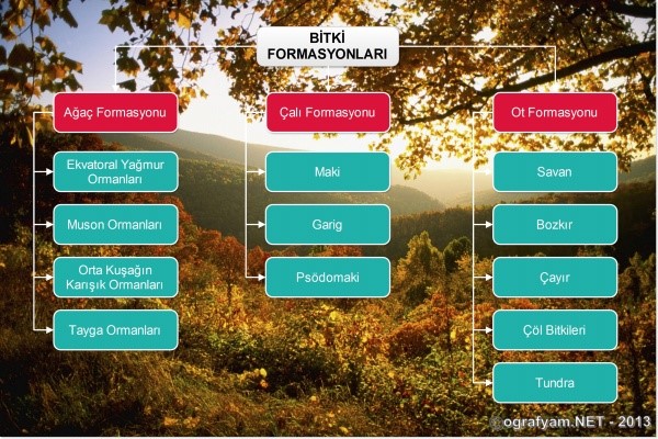 Bitki formasyonu