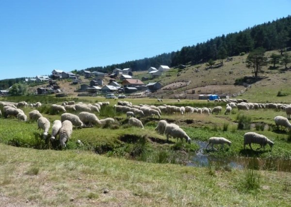 Yayla yerleşmesi