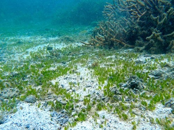 İnorganik tortullar