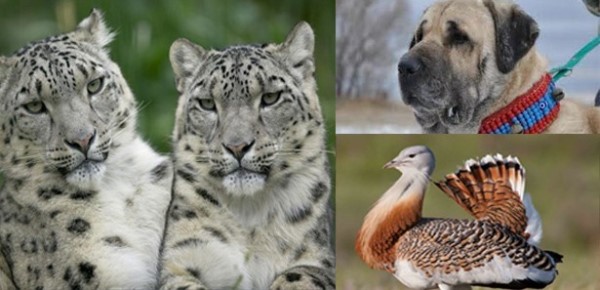 Tehdit altındaki türler